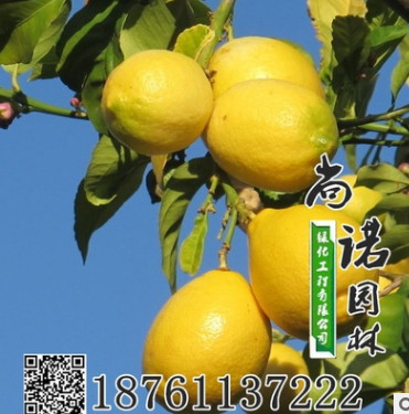 批發正宗臺灣無籽香水檸檬苗 尤力克檸檬樹苗基地直銷優質檸檬苗
