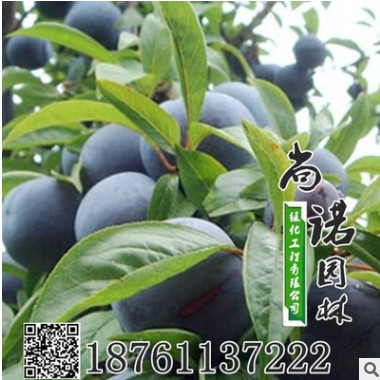 庭院種植果樹苗當 安哥諾李子南方種植北方地栽 李子苗 當年結果