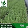 迎春 灌木花卉 園林綠化 常綠喬木 水生植物 水生花卉 小灌木喬木