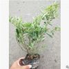 火棘 大杯 水生植物 水生花卉 灌木花卉 園林綠化 常綠喬木