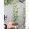 小丑火棘小杯 園林綠化 水生花卉 灌木花卉 水生植物·