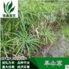 旱傘草.綠化木.基地直銷各種規(guī)格水生植物綠化工程用.風(fēng)車草