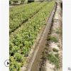金邊黃楊毛球 灌木花卉 園林綠化 常綠喬木 水生植物 水生花卉