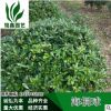 海桐球 灌木花卉 園林綠化 常綠喬木 水生植物 水生花卉
