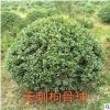 無刺構(gòu)骨球 蕭山 灌木花卉 園林綠化 常綠喬木 水生植物 水生花卉