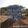 景松 山東3米造型景松價(jià)格 4米造型景松 20 30造型黑油松景松價(jià)格