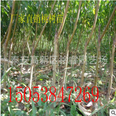 直銷 嫁接桃樹苗 永蓮1-9號大蜜桃樹價格 粗纖維少 肉質細嫩