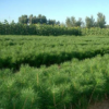 供應桂花樹苗70-180cm高金桂樹苗 大小桂花樹批發自產自銷