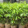 供應直徑10-50cm香樟木烏樟綠化帶植物行道樹