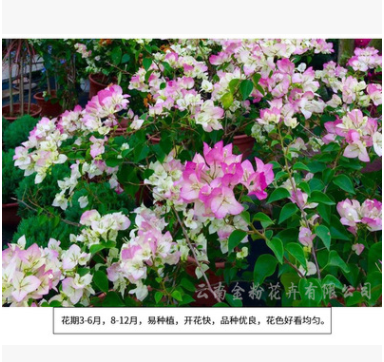 三角梅種苗 花卉基地粉紫三角梅常年供應量大從優 花朵艷麗可人