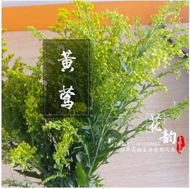 黃鶯種苗 美好的開始鮮花陪襯黃鶯種苗 枝葉繁茂色彩艷麗純正種苗