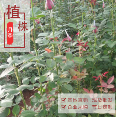 云南花都斗南花卉健康老樁苗 綠化玫瑰大苗根系發(fā)達老根月季老苗