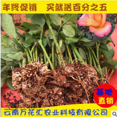 基地自產(chǎn)自銷 云南四季玫瑰花種苗大花觀賞 園林綠化花卉種苗批發(fā)