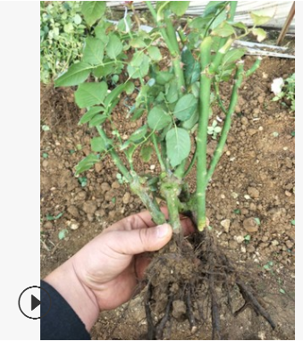 玫瑰種苗2-3年生大苗 玫瑰苗 玫瑰花苗
