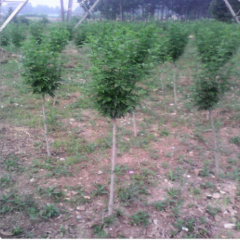 優質一手貨源木槿樹 根系發達易成活木槿樹基地
