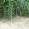 大量批發優質國槐 3公分速生國槐價格