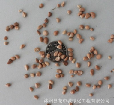 綠在耀種業 批發林木花卉種子 香港秀麗四照花種子