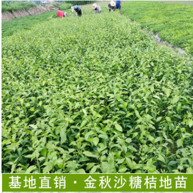 金秋沙糖桔地苗果樹基地直發金秋沙糖桔等果樹地苗批發基地直發