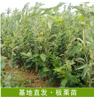 金堂縣板栗苗基地直銷大量供應(yīng)板栗苗果苗杯苗批發(fā)