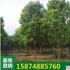 樟木綠化苗木批原生香樟7-40公分園林綠化香樟 基地直銷 量大從優(yōu)