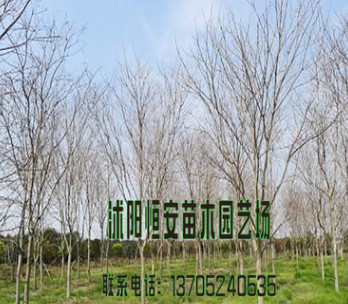 苗圃直銷批發黃櫨樹苗 綠化工程苗 行道樹 規格品種齊全