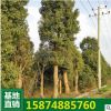 行道樹香樟7-25公分 工程苗園林綠化香樟 骨架移栽香樟樹自產(chǎn)自銷
