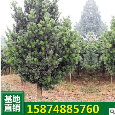 求購喬木原生羅漢松 造型 原生綠化苗木 羅漢松盆景 樹苗批發(fā)