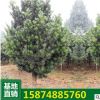 求購喬木原生羅漢松 造型 原生綠化苗木 羅漢松盆景 樹苗批發(fā)