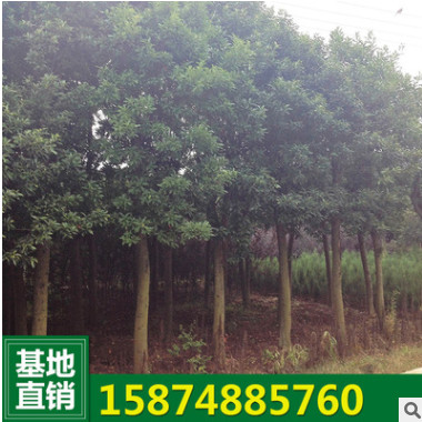 供應(yīng)杜英樹苗 行道綠化 量大從優(yōu)品種齊全 綠化苗木杜英樹