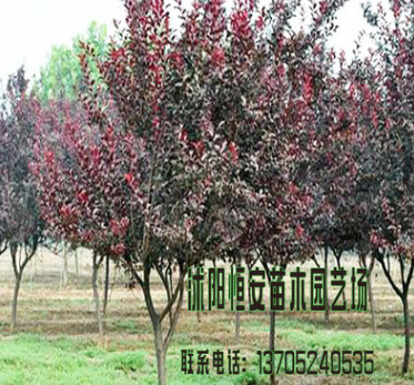 苗圃直銷批發紅葉李 紫葉李 速生規格風景樹 工程綠化行道樹