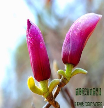 苗圃直銷批發紅獅玉蘭、紫玉蘭、白玉蘭、黑色玉蘭綠化規格齊全