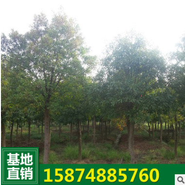 大量供應(yīng)行道樹 杜英樹 優(yōu)質(zhì)苗木綠化 景觀杜英 基地發(fā)貨