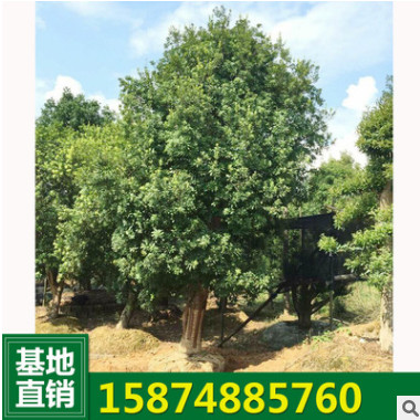 特價供應(yīng) 楊梅樹小苗 湖南多桿楊梅樹苗 果樹苗木 基地直供