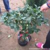茶花盆栽直銷 凈化空氣 四季茶花 當年開花 庭院室內觀賞茶花樹
