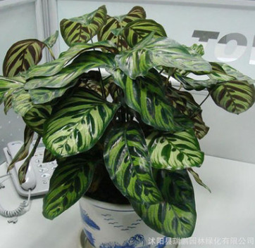 室內觀葉植物 孔雀竹芋 盆栽 凈化空氣吸收甲醛 基地直銷貓眼竹芋