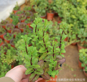 批發優質可食用綠色胡椒薄荷盆栽 香水薄荷 可水培土培 驅蚊薄荷