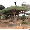 基地直銷風景綠化精品迎客松造型優美易成活迎客松規格齊全
