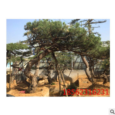 基地直銷風(fēng)景園林綠化樹造型優(yōu)美常年供貨泰山迎客松
