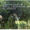 福建泉州天竺桂-陰香