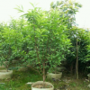 福建漳州碧桃