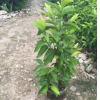 福建漳州白蘭花