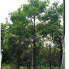 福建漳州澳洲火焰木