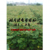 欒樹苗價格,欒樹小苗價格,常德欒樹苗價格