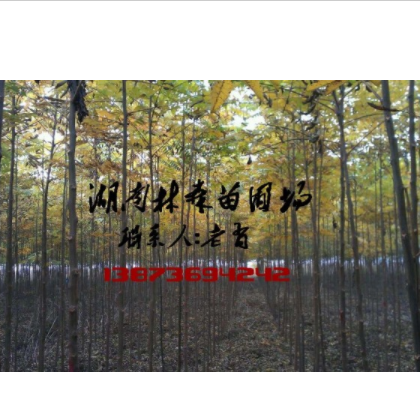4公分欒樹價格,3公分|4公分|5公分欒樹價格