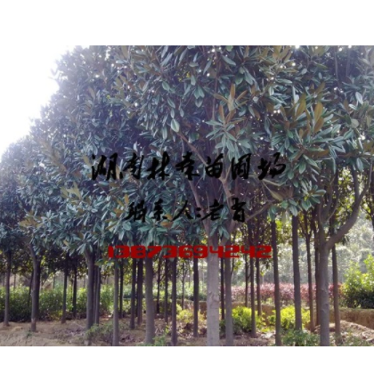 8公分廣玉蘭,9公分廣玉蘭,10公分廣玉蘭價格
