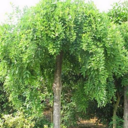 昊潤生態(tài)果林 優(yōu)質龍爪槐