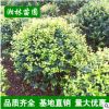 湖南基地直銷批發出售多種金葉女貞苗 供應四季常青金葉女貞球