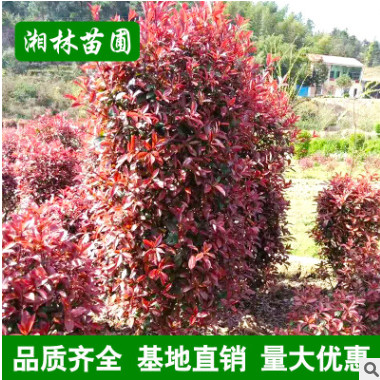 供應綠化苗木 紅葉石楠 紅葉石楠球柱 顏色艷麗 造型好看