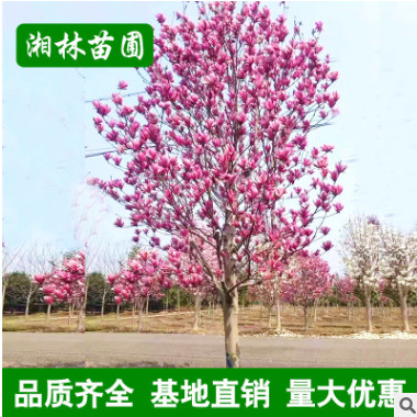 紫玉蘭基地 批發5 6 7 8 9 10公分紫玉蘭 各種規格紫玉蘭樹苗