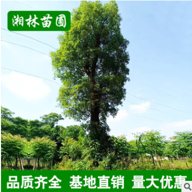 基地批發 香樟 香樟樹 香樟大樹 多桿香樟 基地移栽 四季常青